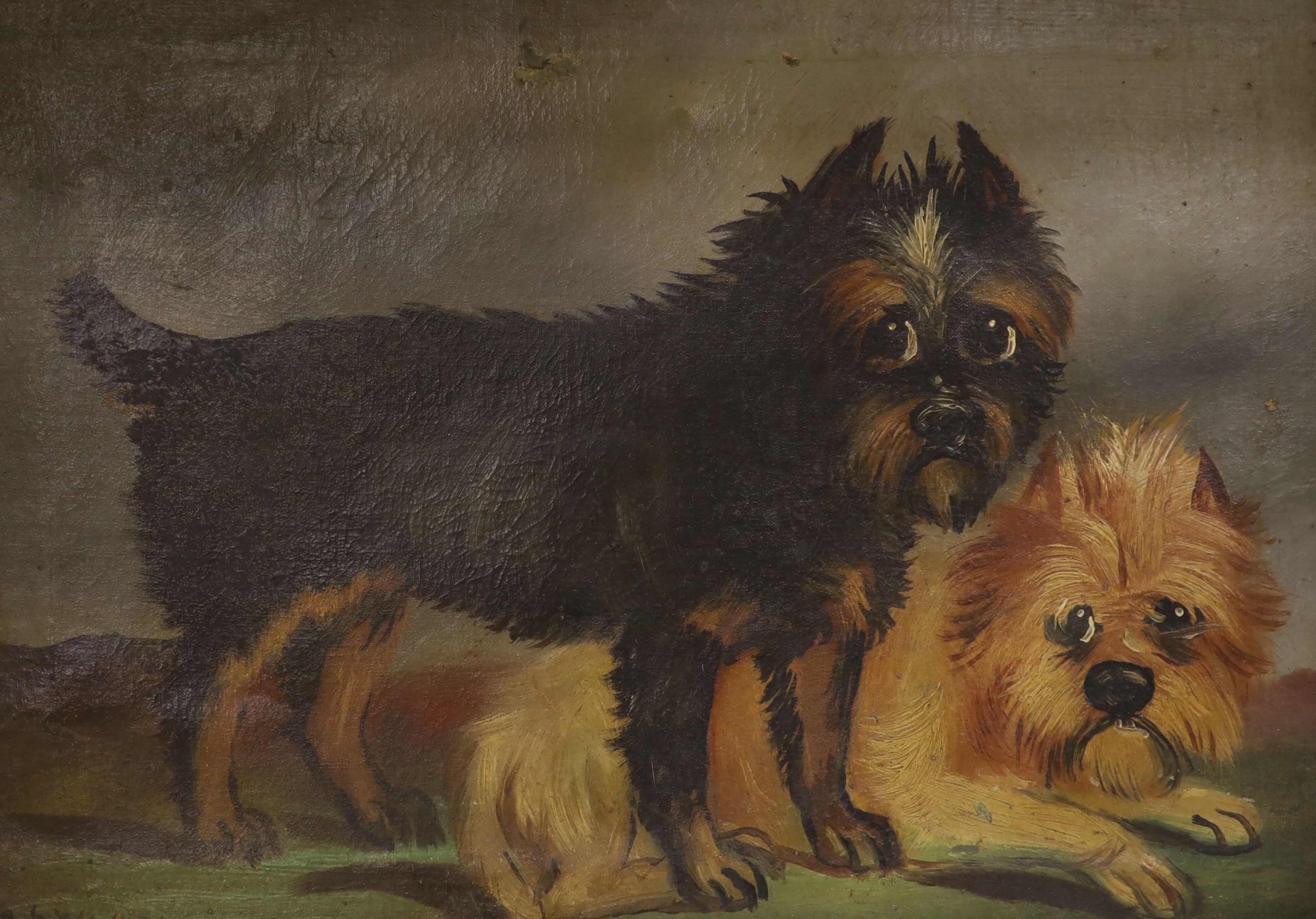 R. Stoar, oil on canvas, Primitive study of two terriers, signed, 31 x 44cm